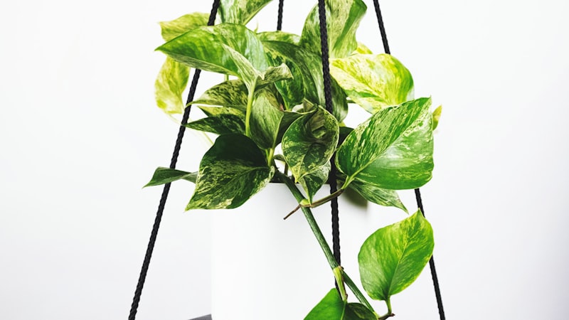 西甲联赛观赛主场 - 伯纳乌球场与皇马巴萨对决氛围